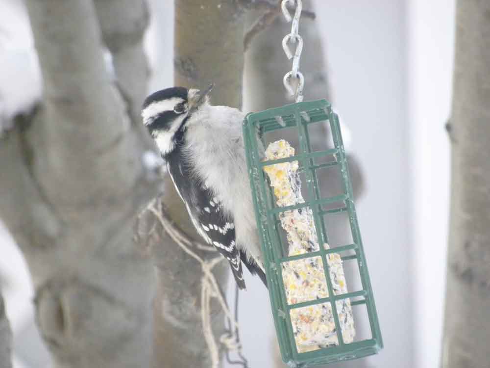 Image of a Grazing Bird for Purchase