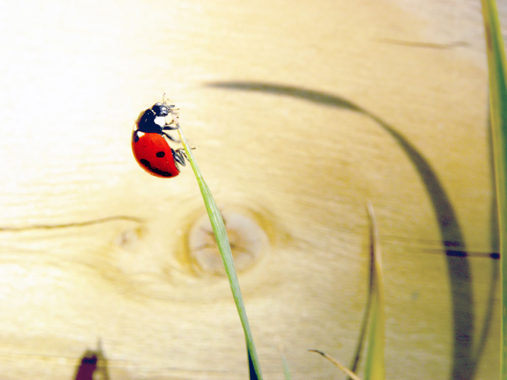 Image of Single Lady Bug for Purchase
