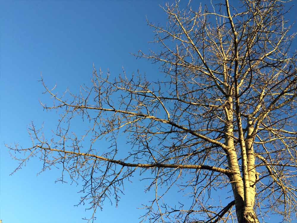 Image of Tree Against the Sky for Purchase