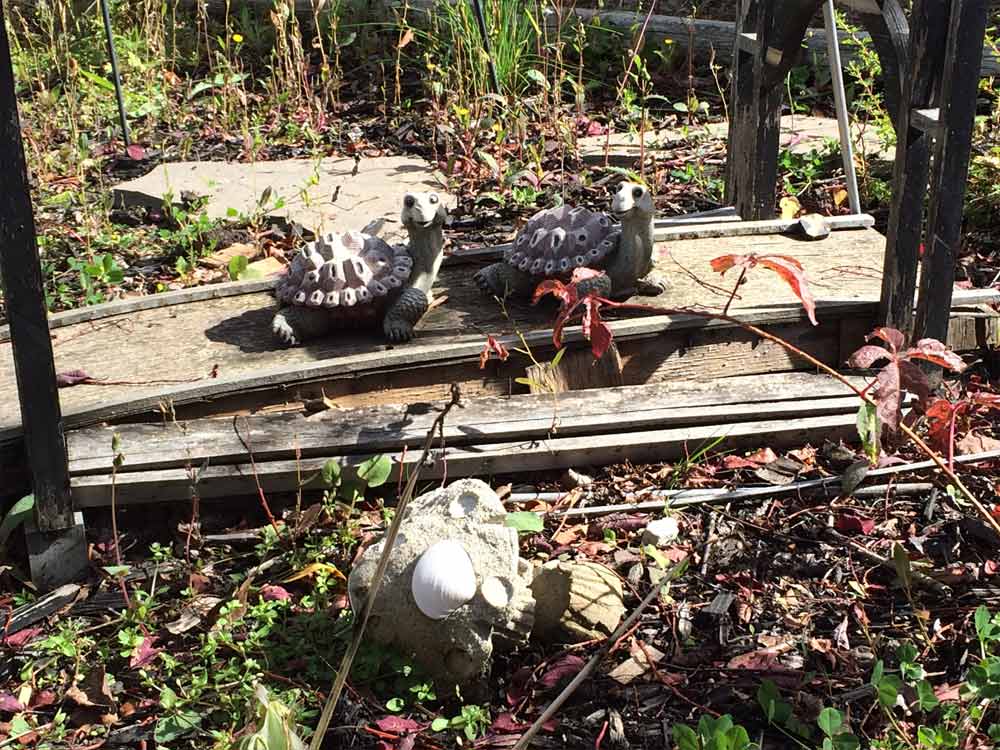 Image of Out Back Turtles for Purchase